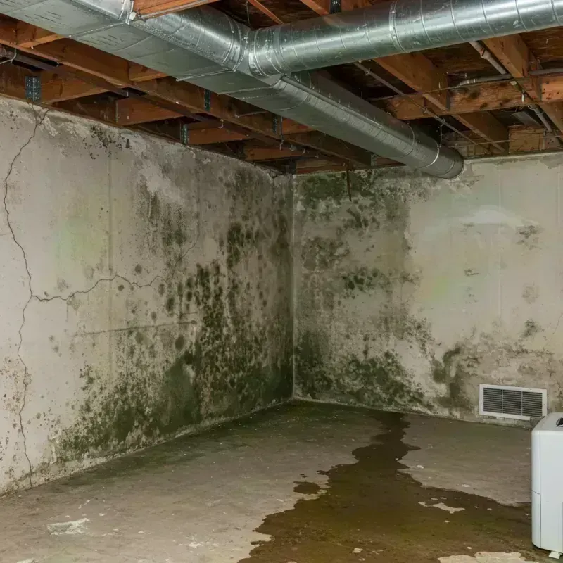 Professional Mold Removal in Hanley Hills, MO